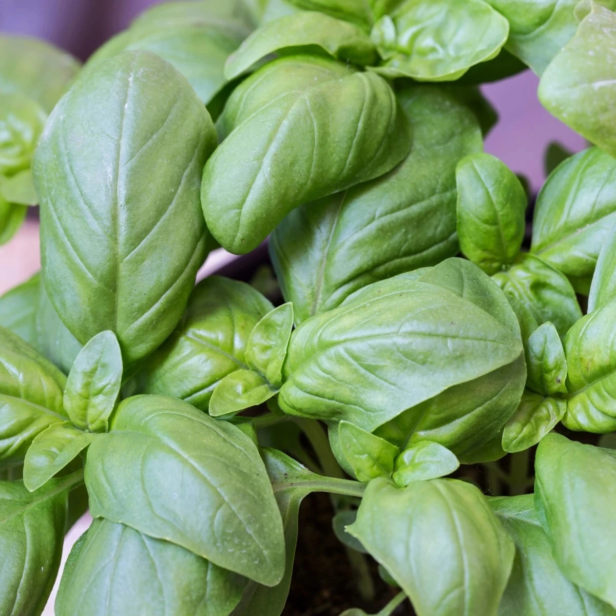 BIO Bazalka veľkolistá - Ocimum basilicum - bio semená - 100 ks