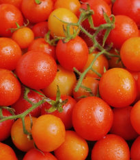 Paradajka kríčková Minirotus F1 – koktailová odroda
