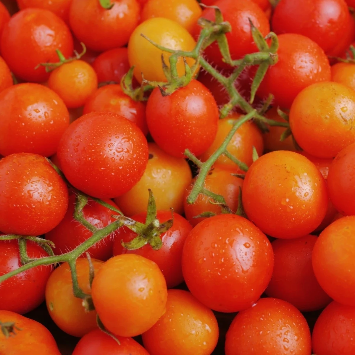 Paradajka kríčková Minirotus F1 – koktailová odroda