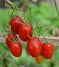 Paradajka kríčková Minipeelus F1 - Solanum lycopersicum - semená - 10 ks
