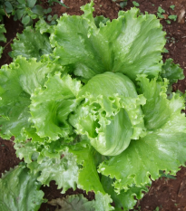 Šalát Miniko hlávkový ľadový - Lactuca sativa - semená - 100 ks