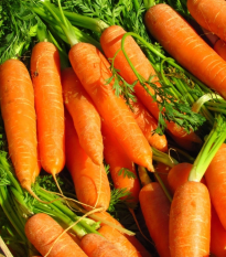 Mrkva Rubína - Daucus carota - semená - 150 ks