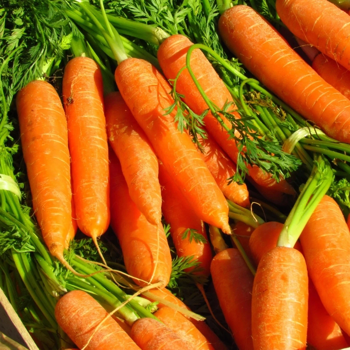 Mrkva Rubína - Daucus carota - semená - 150 ks