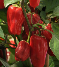 Paprika Sweet Heat F1 - Capsicum annuum - semená - 6 ks