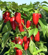 Paprika Balconi F1 - Capsicum annuum - semená - 6 ks