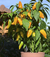 Paprika Terrazzi F1 - Capsicum annuum - semená - 6 ks