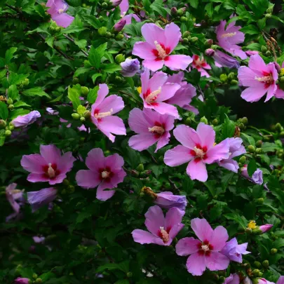 Ibištek sýrsky Rose of Sharon - Hibiscus syriacus - semená - 12 ks