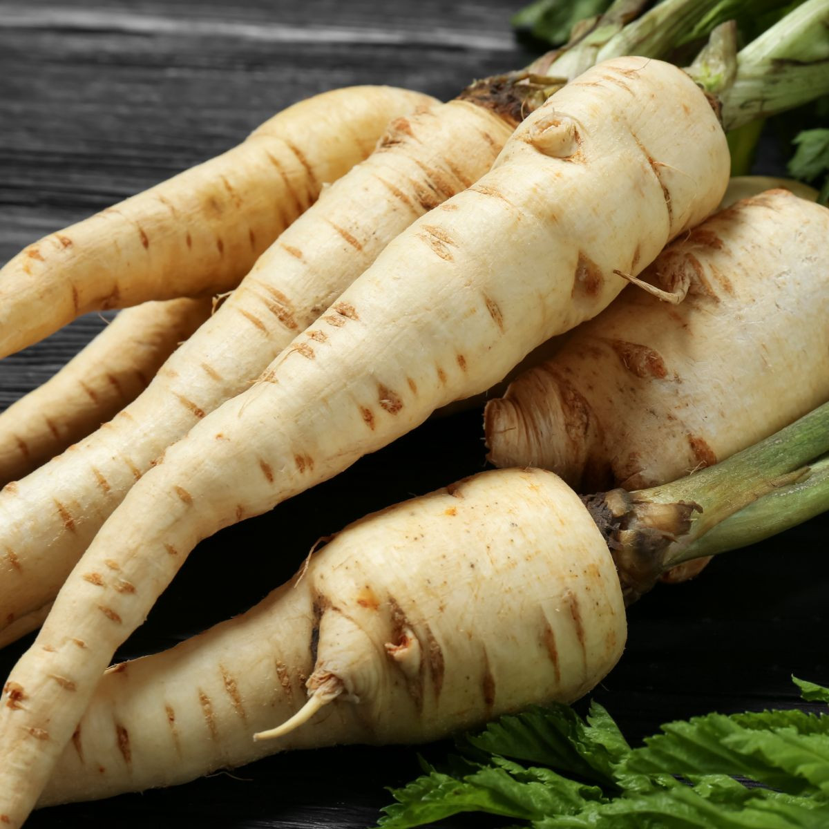 Paštrnák dlhý biely Halblange - Pastinaca sativa - semená - 1 g