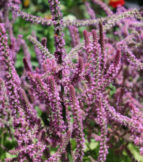 Limonka Suworova ružová - Limonium suworowii - semená - 600 ks