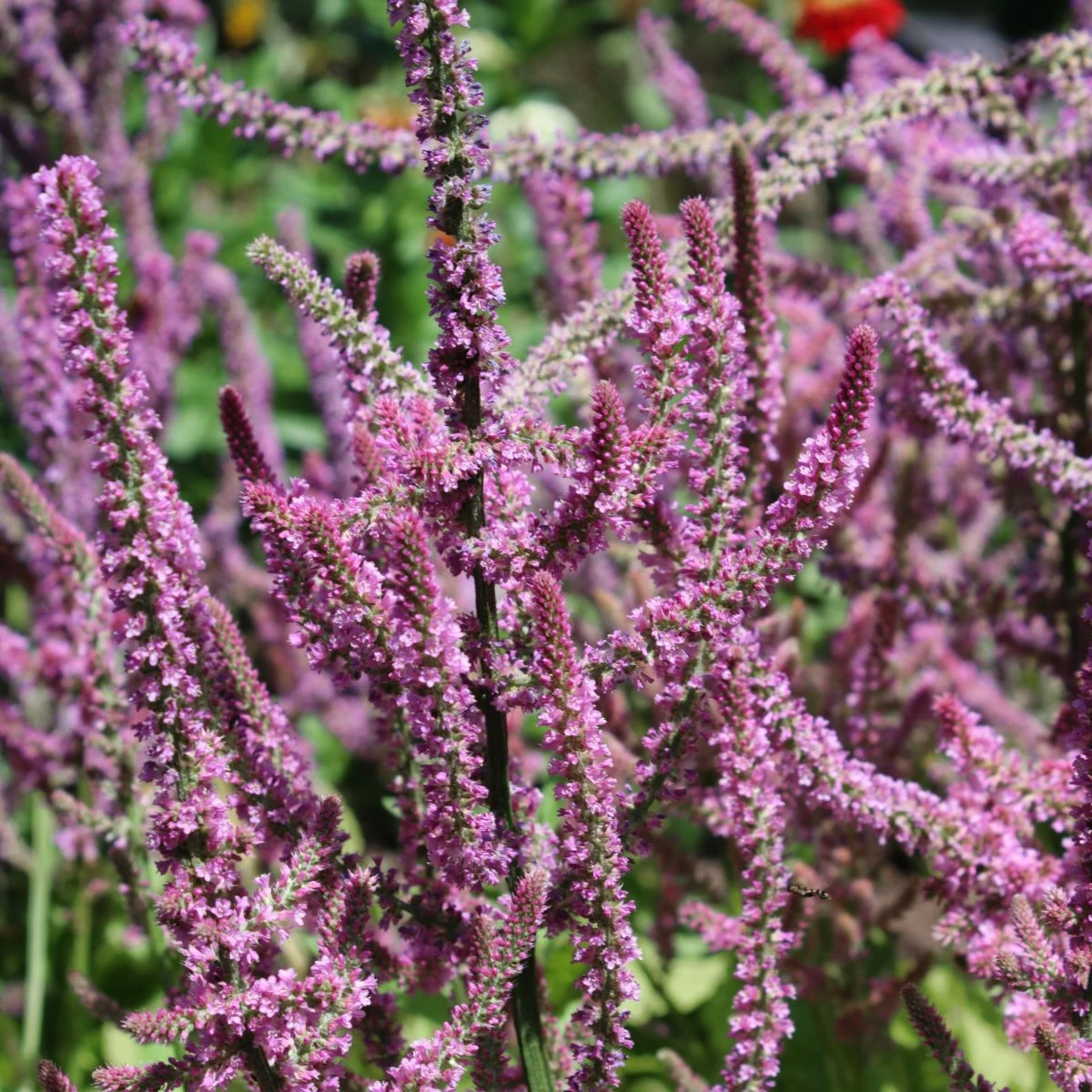 Limonka Suworova ružová - Limonium suworowii - semená - 600 ks