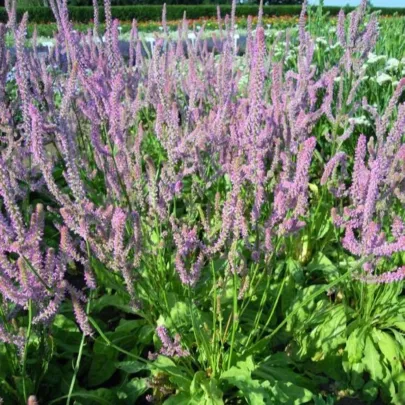 Limonka Suworova ružová - Limonium suworowii - semená - 600 ks