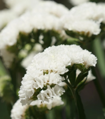Limonka zohnutá Hipster White - Limonium sinuatum - semená - 30 ks