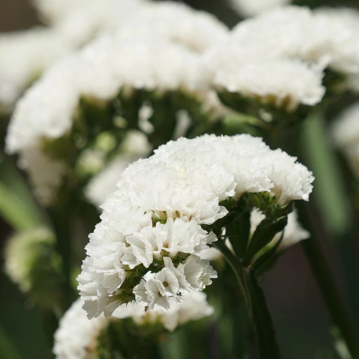 Limonka zohnutá Hipster White - Limonium sinuatum - semená - 30 ks