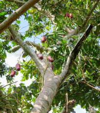 Muškátová uhorka - Sicana odorifera - semená - 6 ks