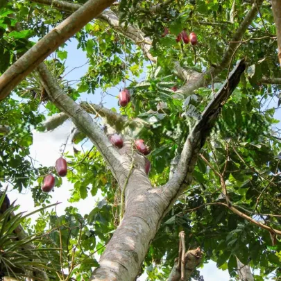 Muškátová uhorka - Sicana odorifera - semená - 6 ks