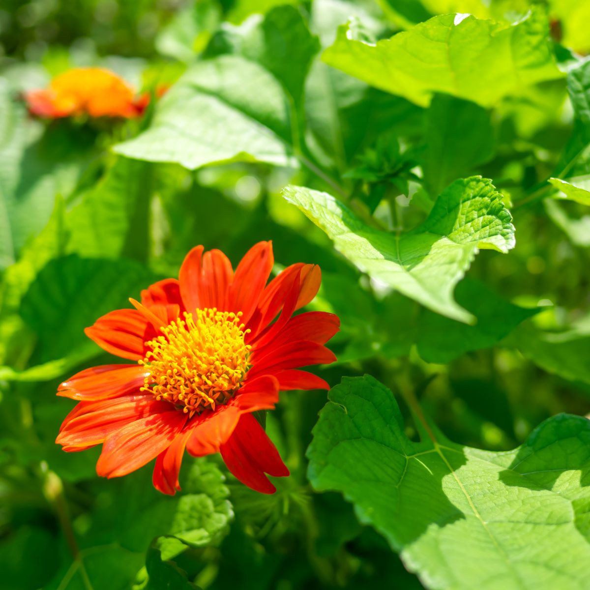 Titónia okrúhlolistá - Tithonia rotundifolia - semená - 60 ks