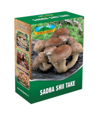 Shii take - Húževnatec jedlý - Lentinula edodes - sadba - 250 ml