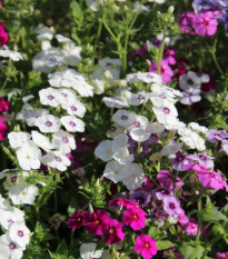 Plamienka Drummondova Tapestry - Phlox drum. - semená - 180 ks