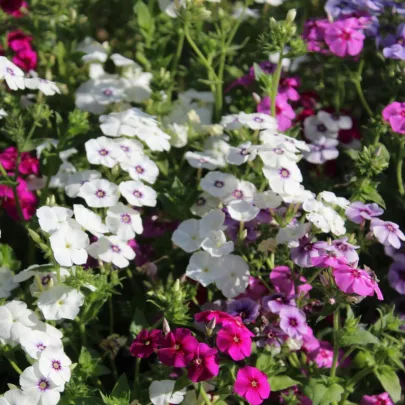 Plamienka Drummondova Tapestry - Phlox drum. - semená - 180 ks