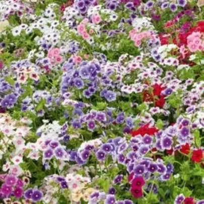 Plamienka Drummondova Tapestry - Phlox drum. - semená - 180 ks