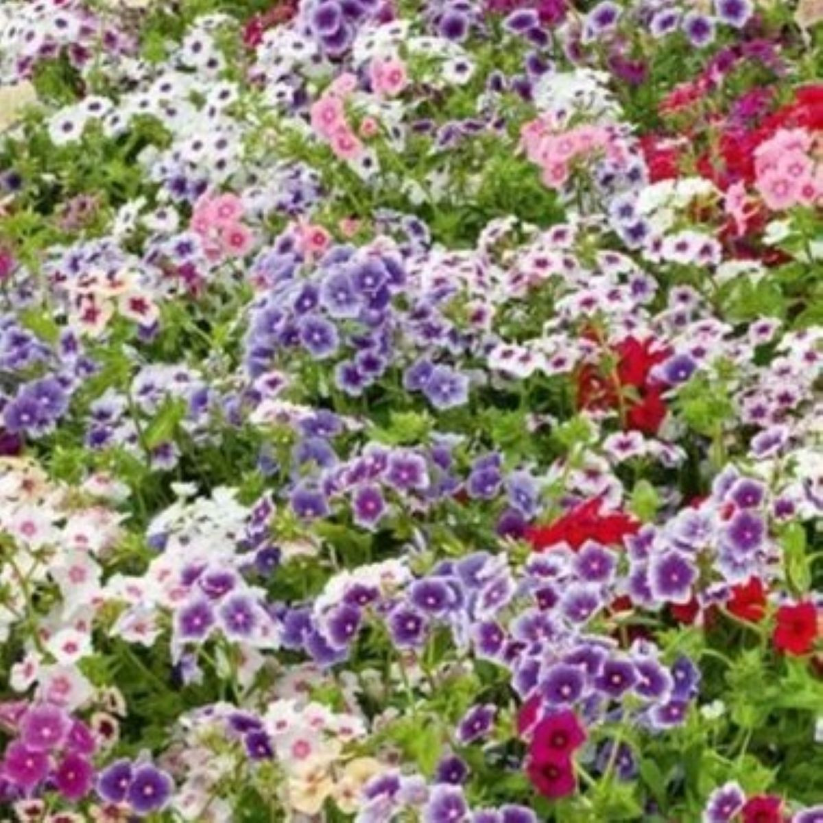 Plamienka Drummondova Tapestry - Phlox drum. - semená - 180 ks