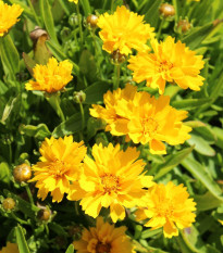 Krásnoočko veľkokveté Presto - Coreopsis grandiflora - semená - 20 ks