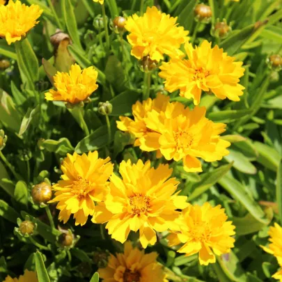 Krásnoočko veľkokveté Presto - Coreopsis grandiflora - semená - 20 ks