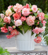 Begónia Flamenca - Begonia splendide - cibuľoviny - 2 ks