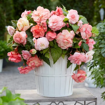 Begónia Flamenca - Begonia splendide - cibuľoviny - 2 ks