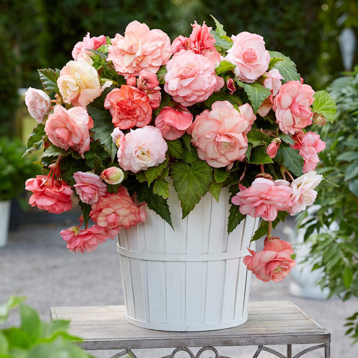 Begónia Flamenca - Begonia splendide - cibuľoviny - 2 ks