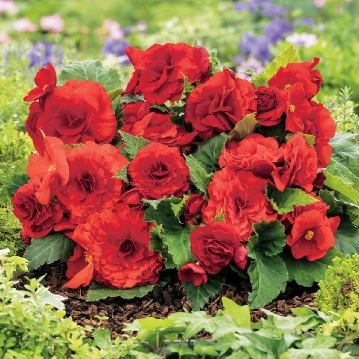 Begónia Nonstop červená - Begonia tuberhybrida - cibuľoviny - 2 ks