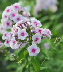 Plamienka Graf Zeppelin - Phlox - voľnokorenné sadenice plamienky - 1 ks