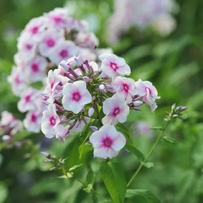 Plamienka Graf Zeppelin - Phlox - voľnokorenné sadenice plamienky - 1 ks