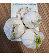 Sadbový cesnak Flavor - Allium sativum - nepaličiak - cibule cesnaku - 3 ks