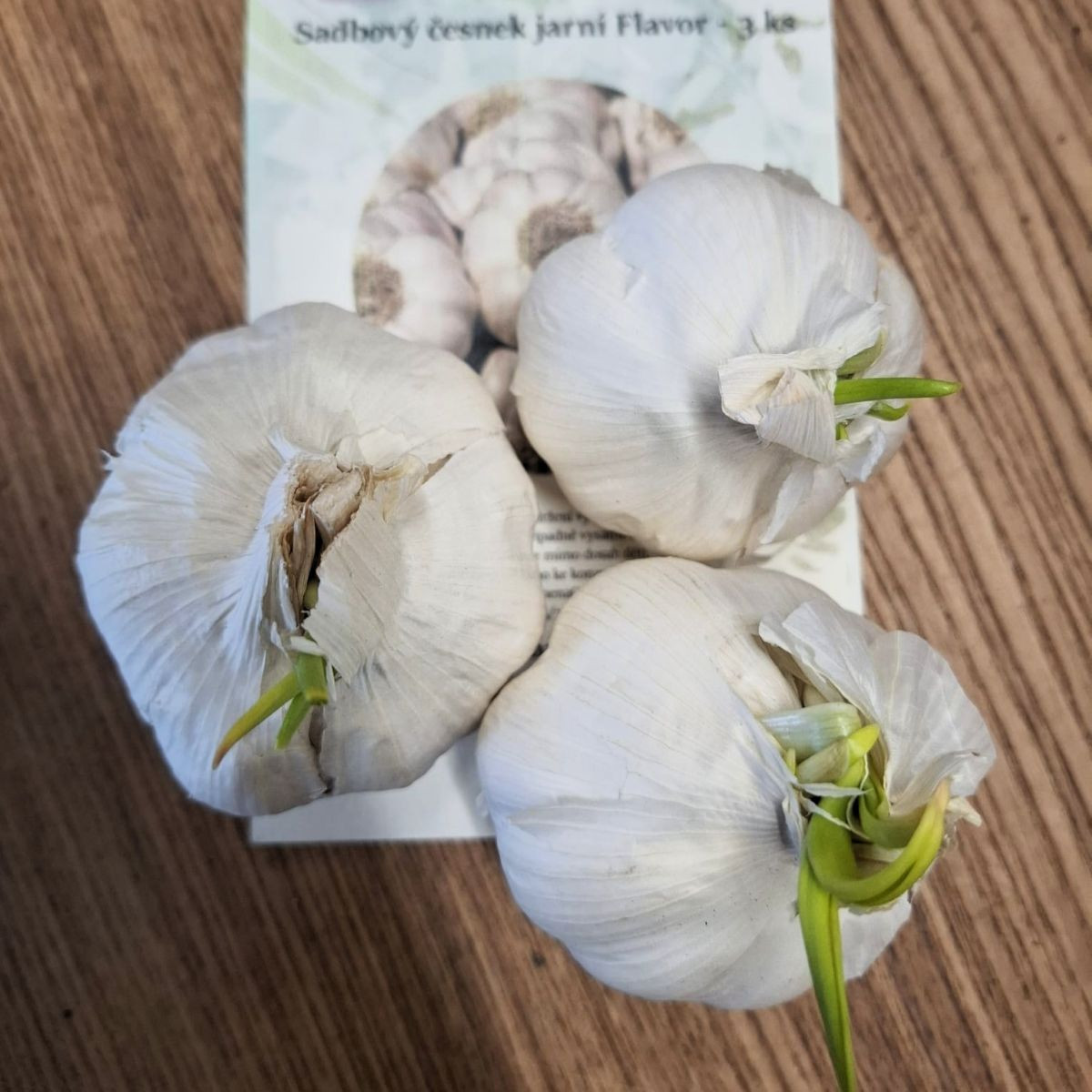 Sadbový cesnak Flavor - Allium sativum - nepaličiak - cibule cesnaku - 3 ks