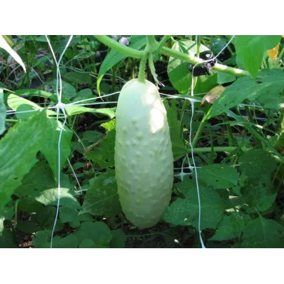 Uhorka biela - Cucumis sativus - semená - 5 ks