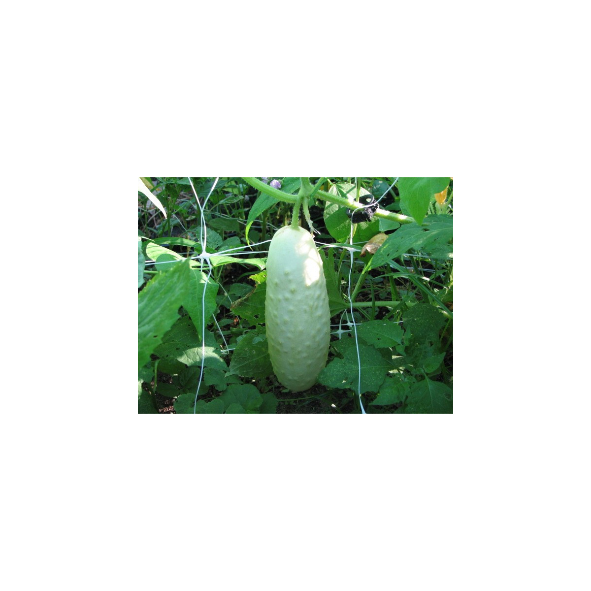 Uhorka biela - Cucumis sativus - semená - 5 ks