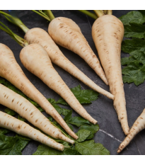 Paštrnák Javelin F1 - Pastinaca sativa - semená - 0,3 g