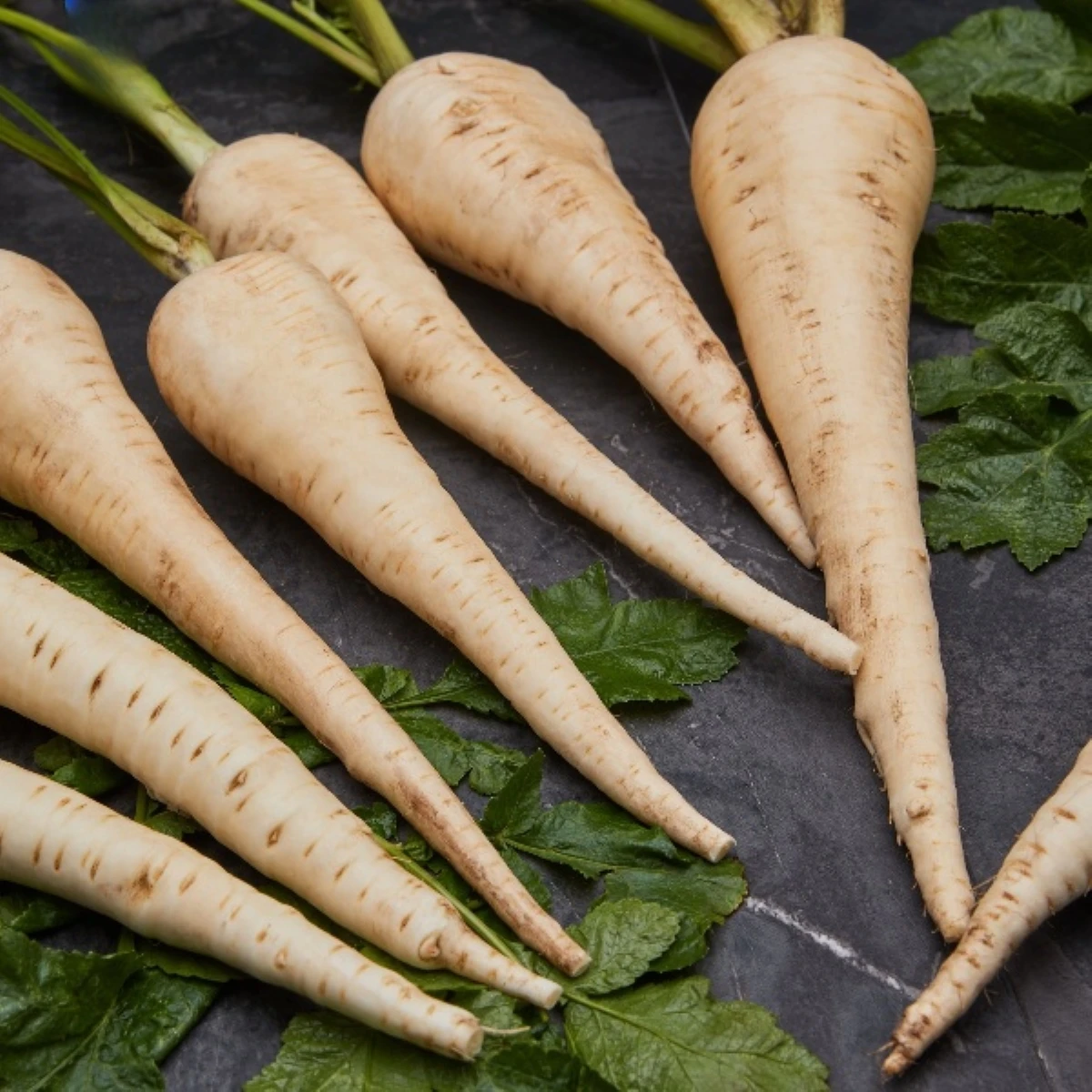 Paštrnák Javelin F1 - Pastinaca sativa - semená - 0,3 g