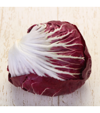 Čakanka Radicchio Indigo F1 - Cichorium intybus - semená - 20 ks