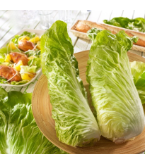 Čakanka Virtus F1 - Cichorium intybus - semená - 20 ks