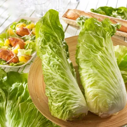 Čakanka Virtus F1 - Cichorium intybus - semená - 20 ks