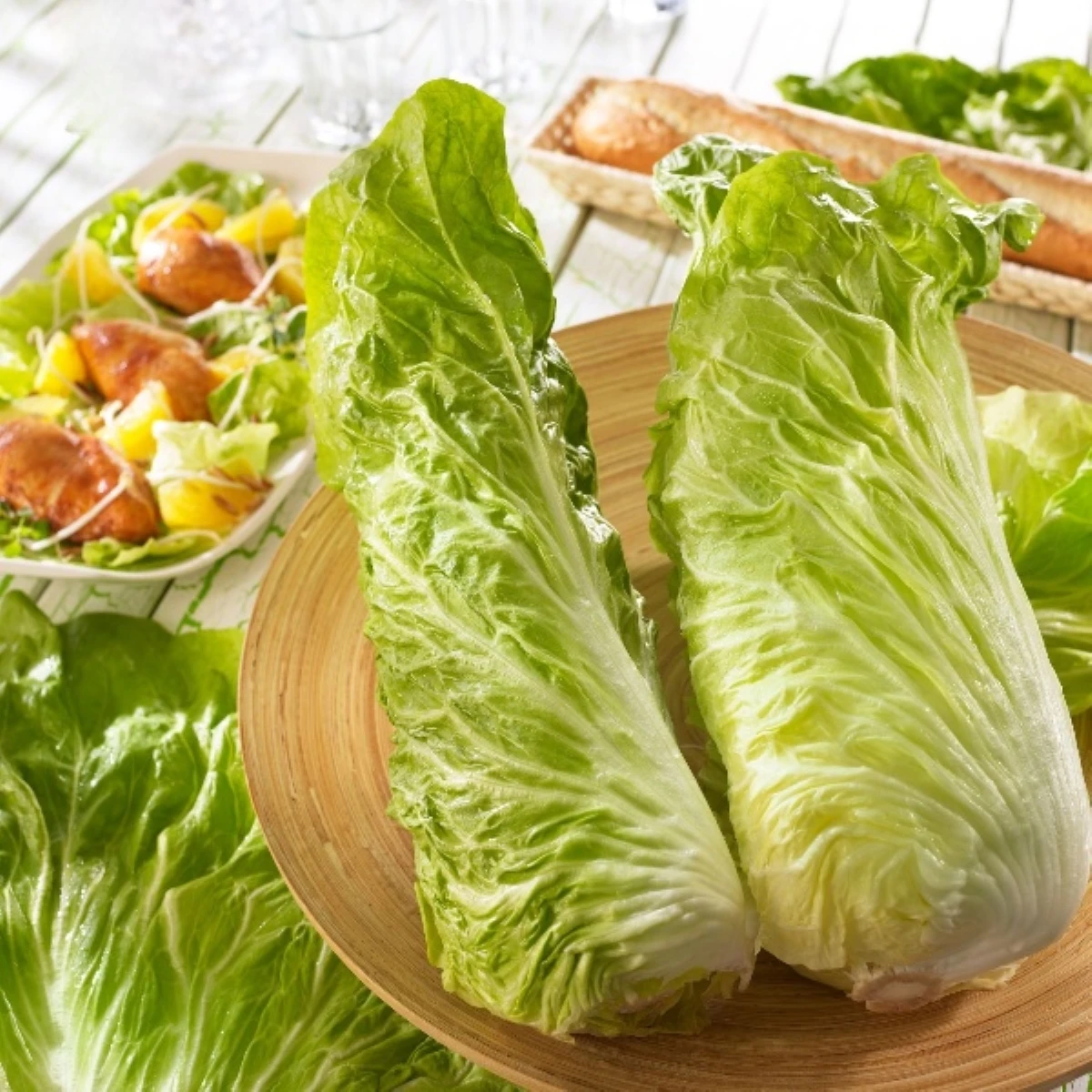 Čakanka Virtus F1 - Cichorium intybus - semená - 20 ks