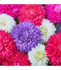 Astra čínska Teppich Mix - Callistephus chinensis - semená - 50 ks