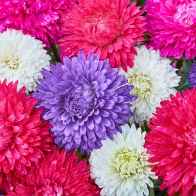 Astra čínska Teppich Mix - Callistephus chinensis - semená - 50 ks