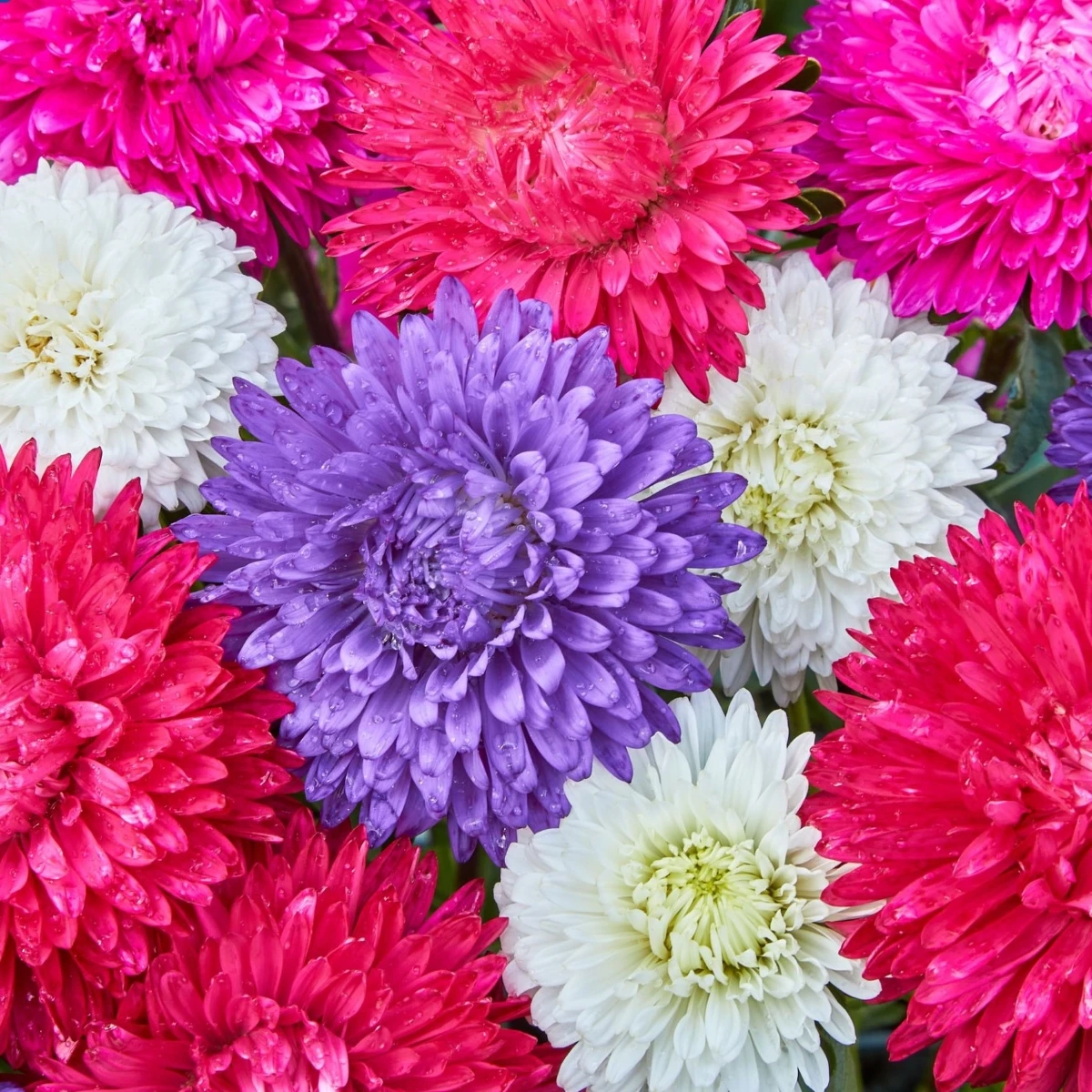 Astra čínska Teppich Mix - Callistephus chinensis - semená - 50 ks