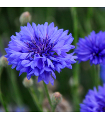 Nevädza Blauer Junge - Centaurea cyanus - semená - 45 ks