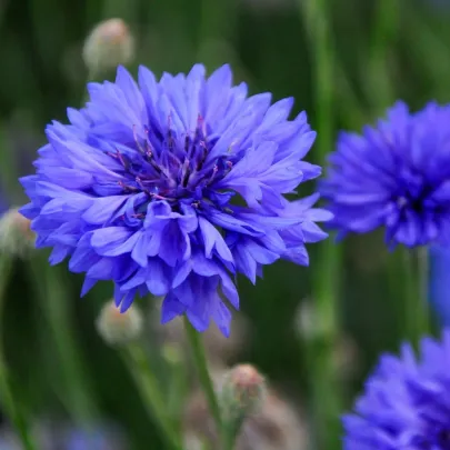 Nevädza Blauer Junge - Centaurea cyanus - semená - 45 ks
