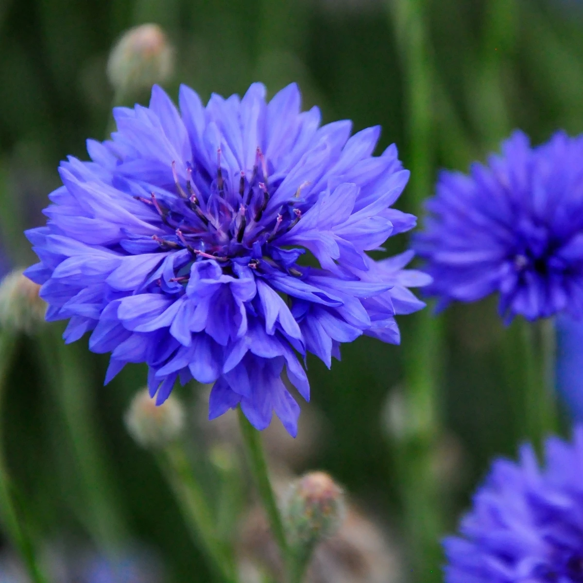 Nevädza Blauer Junge - Centaurea cyanus - semená - 45 ks