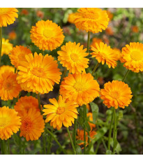 Nechtík lekársky Orange Prinzess - Calendula officinalis - semená - 50 ks